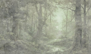 Bos fotobehang met mistige bomen