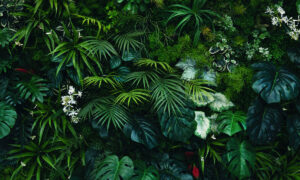 Fotobehang met tropisch bladerdek in donkergroen