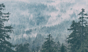 Behang met mistig bos in Scandinavische stijl