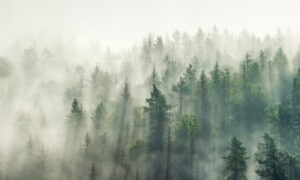Behang met dennenbos in saliegroen tinten